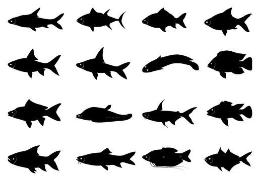 silhouette fish shape vector design