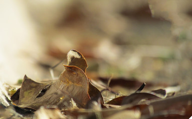 Leaves on the ground