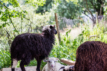 Black and white sheep grazing on pasturage at the sheep farm