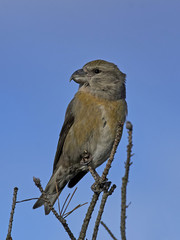 Parrot crossbill (Loxia pytyopsittacus)
