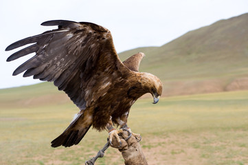 bound golden eagle