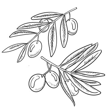 Illustration of olive-Hand drawn Illustration