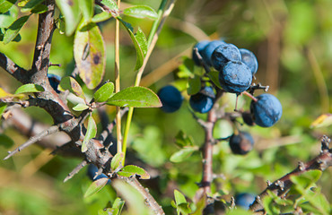 Sloe