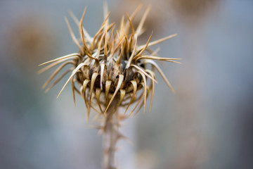 Macro shoot of the dried flower