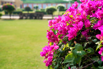 Obraz premium Pink bougainvillea flower
