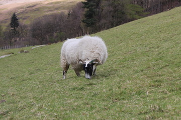 Schaf, Peak District 7