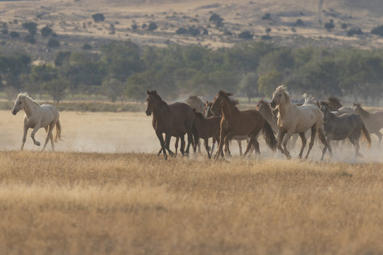 Herd of Wild Horses Running