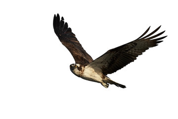 Osprey (Pandion haliaetus)