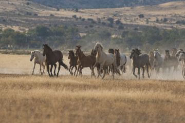 Herd of Wild Horses Running