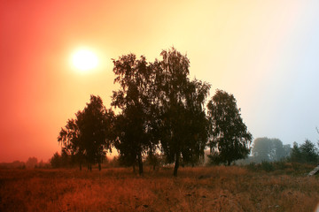 Fototapeta na wymiar Magical sunrise with tree
