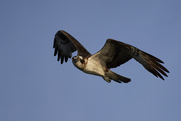 Osprey (Pandion haliaetus)