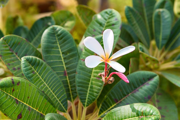Plumeria white flower