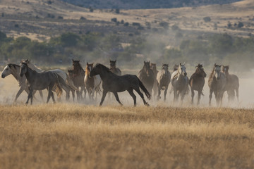 Herd of Wild Horses Running