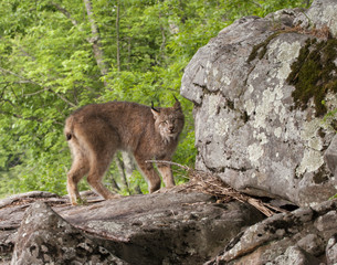 Canadian Lynx on Boulder