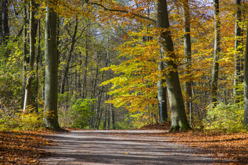Bunter Herbstwald mit Spazierweg, Bayern, Deutschland, Europa
