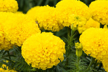 Marigold flowers in the garden