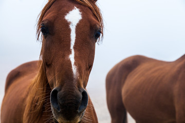 Obraz premium Close up view of brown horse