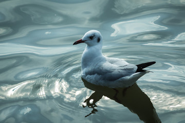 A seagull.