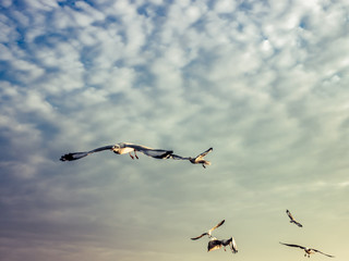 Seagull, Herd of Seagulls are flying over a Sea Beach with Colorful Sky on background.