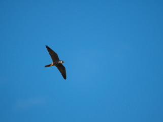 falco lodolaio