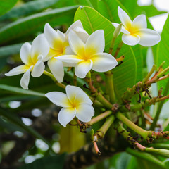 Fototapeta premium Beautiful Frangipani or Plumeria blooming in garden of Tenerife, Canary island, Spain. Floral vibrant background for wallpaper or web design. Exotic apocynaceae flower image.