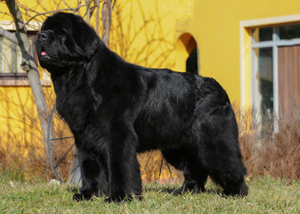  Portrait of purebred newfoundland dog