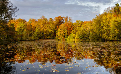 Jacobiweiher im Frankfurter Stadtwald