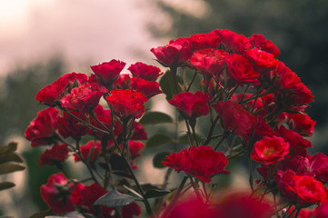 little bush of red rose with sunshine