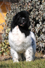  Portrait of purebred newfoundland dog