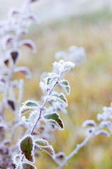 Green leaves covered by frost at cold winter morning.