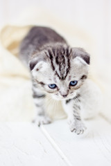 Little adorable kitten walking on the white floor.