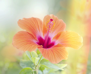 Naklejka premium hibisco naranja