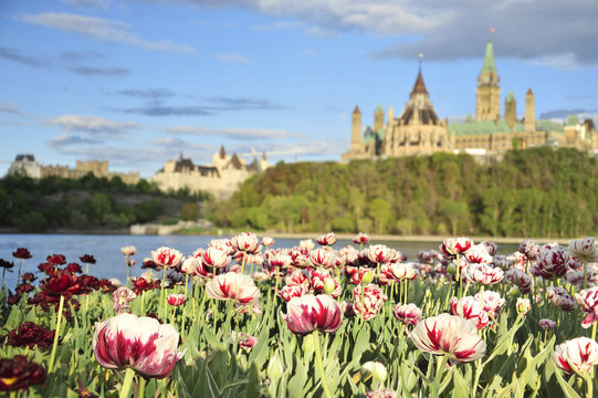 Parliament Hill with Tulips from Gatineau