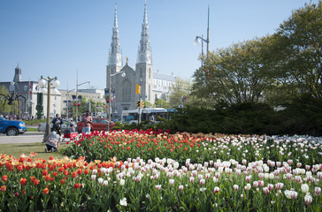 Notre Dame in Ottawa with tulips