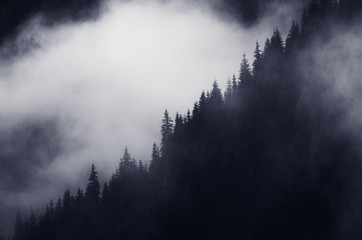 pine tree forest in fog, dark landscape