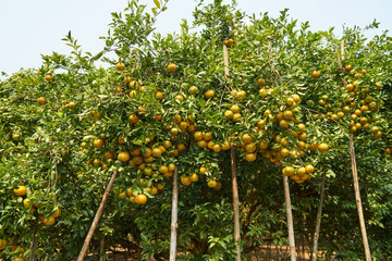 Fototapeta na wymiar Orange tree in orange farm.