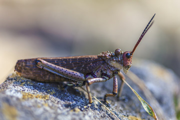 Aufnahme einer bunt gefärbten Heuschrecke von Vorne mit Fokus auf dem Kopf und Körper in Unschärfe verlaufend in Südafrika aus dem September 2013