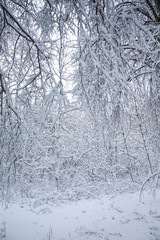 Winter White Forest