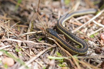 Garter Snake