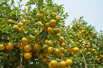 Orange tree in orange farm.
