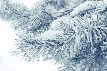 winter needles closeup