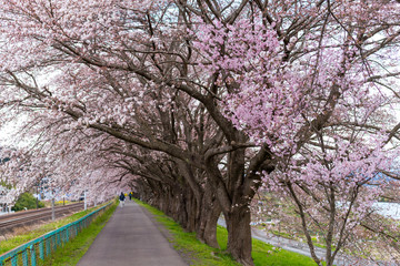 Obraz premium Sakura tunnel and walkway with japanese cherry blossom blooming at Hitome Senbon beside Shiroishi Riverside. Miyagi, Japan