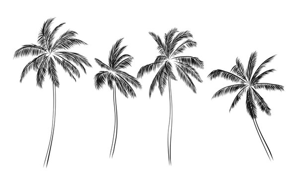 Group of palm trees vector silhouettes