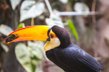 Toco toucan