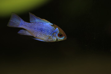 Schmetterlingsbuntbarsch, Mikrogeophagus ramirezi