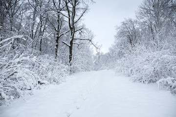 Fototapeta na wymiar Winter landscape with a snowfall