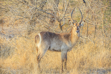Aufnahme eines Wasserbock mit Hörnern tagsüber fotografiert im Krüger Nationalpark in Südafrika...