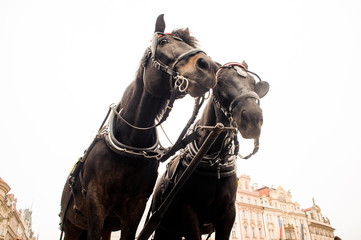 Fototapeta premium Couple of beautiful thoroughbred brown horses in a harness