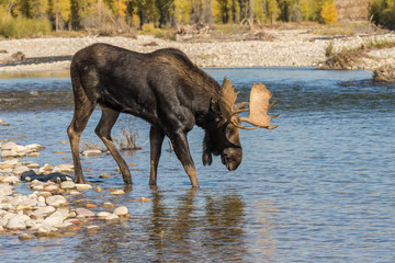 Bull Shiras Moose Crossing a River During the Rut