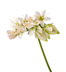 Buckwheat  flowers isolated